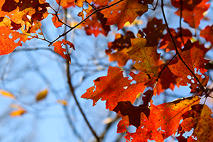 Canon_7D_Mark_II_Experience-leaves