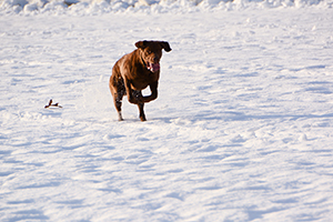 Nikon-D7100-Experience-Dog