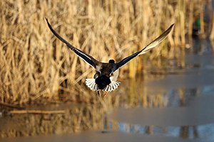 Nikon_D7200_Experience-Duck