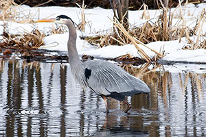 Nikon_D7200_Experience-Heron