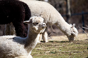 Canon-80D-Experience-Alpacas