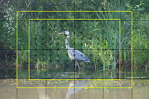 Canon 5DS / 5DS R Experience - AF Heron